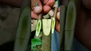 Best grafting technique 100% successful 