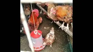 Всего понемногу, работы в огороде 🤗🙏🐣🐤🐥🐓🐔
