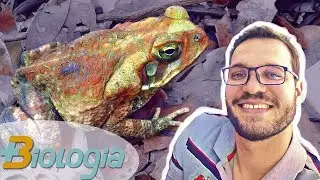 É verdade que sapo solta leite que cega? Mais biologia com Roger Maia