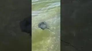 Скат в чёрном море.
