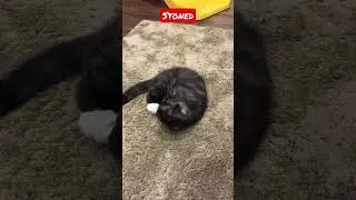 The cat stoned🤪🤣🤣🤣.               