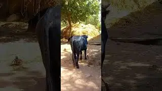 Хукиз Сотилади