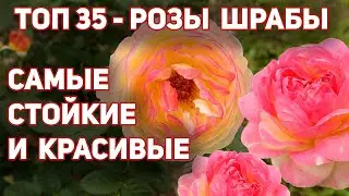 ТОП 35 - Любимые сорта, розы шрабы. Новинки, ADR, проверенные сорта. Надежные и неприхотливые.