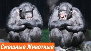 Приколы 2021 / ПРИКОЛЫ С ЖИВОТНЫМИ / СМЕШНО ДО СЛЕЗ /  ЛУЧШИЕ ПРИКОЛЫ ПРО ЖИВОТНЫХ.