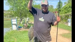 FRITEI UMA TILAPIA DE 2 KILOS ( CORTEI EM POSTA A TILAPIA )