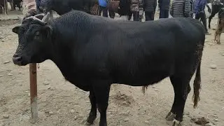SAMARQAND JOMBOY MOL BOZORI
