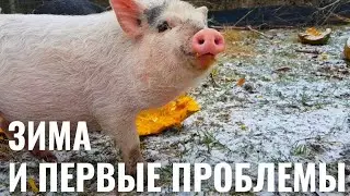 ИСТОРИИ ПРО ХУТОР В ЛЕСУ, ТЕХНИКУ И ПАСЕКУ. ПЕРВЫЕ ЗИМНИЕ ПРОБЛЕМЫ.