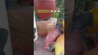 3 CHECKEN🐓🐓🐓😂#manok #checken #CHECKEN@JhacartaVlog