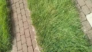 Following the story