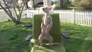 Funny Dog Dance (lol)