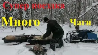 Супер поездка на 2 дня за чагой.