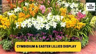 Cymbidiums and Easter Lillies Display | Spring Flower Show