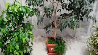 Фикусы - как за ними ухаживать