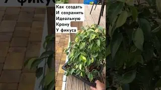 Как создать и сохранить идеальную крону у фикуса #plants #garden #растения #flowers #цветы #сад