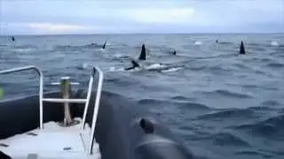 WhaleSafari
