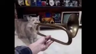 кот играет на трубе