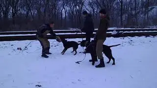 ротвейлер Эльза . первые шаги в защите
