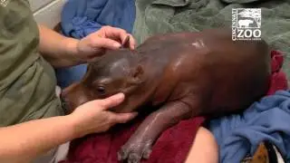Premature Baby Hippo Trying to Stand for the First Time - Cincinnati Zoo