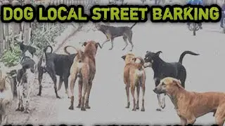 DOG BARKING | DOG BARKING LOUDLY | DOG LOCAL STREET BARKING