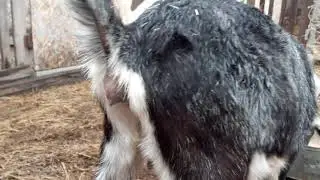How does the loop swell in goats at 3 months of age?