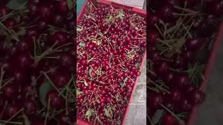 Вишневое настроение