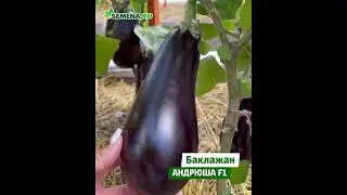Баклажан Андрюша