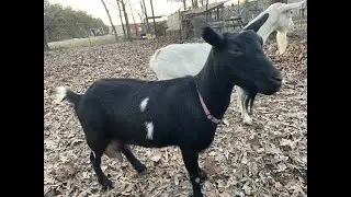 Milking goats 🐐🥛
