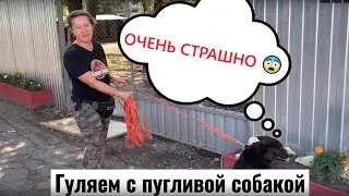 Как гулять и общаться с пугливой собакой? Отвечает кинолог