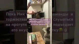 #собака