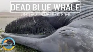 Rare Blue Whale Dead Due to Ship Strike?