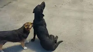 Что с Ричем...Дима радует...