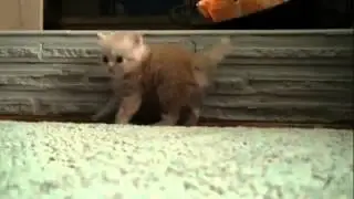 Котенок, а как двигается!!!