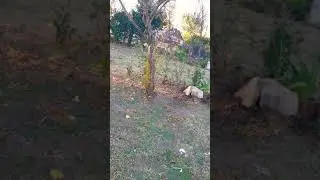 Captura de Semillero oh Pica Hueso 