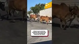 RINITE BOVINA? 🤣🐄