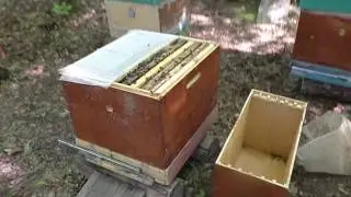 Перевозим отводки из леса.Расширяем основной точок.