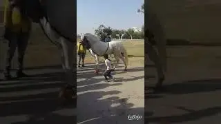 Little boy and horse dance