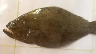 Halibut in Australia