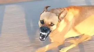 Damn Nature You Scary | Funny Scary Animal Encounters