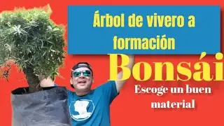 empieza hacer bonsái correctamente desde material de vivero #bonsaicolombia #bonsaimedellin #bonsai