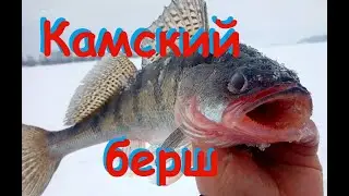 Камский Берш