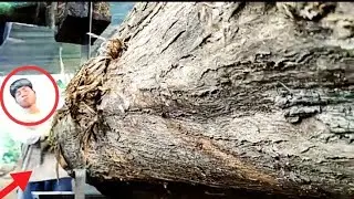 how this wood sells for $500/piece at the sawmill