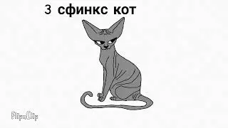 котики