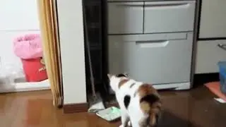 Кот испугался огурца