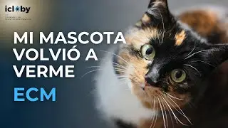 ANIMALES en las EXPERIENCIAS CERCANAS A LA MUERTE @icloby