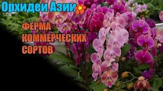 Asia. Orchid production.