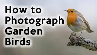 How to photograph garden birds and enjoy your photography