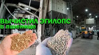 Grain cleaning and calibration line for $1 million AKYUREK, Turkey. Clean egilops in wheat