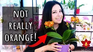 Orange Phalaenopsis Orchids that are not really Orange! - Optical illusion 😵‍💫