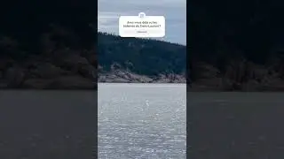Petit rorqual du Saint-Laurent