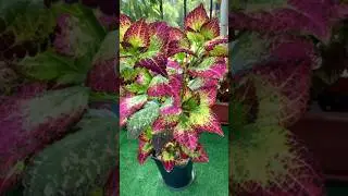 Выращиваю красоту!🌿Штабы колеусов🌿Мое новое увлечение🌿 